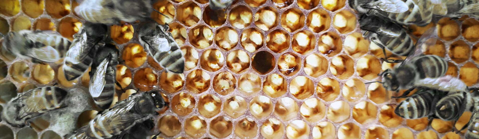 Ein Bienenschwarm auf einer Honigwabe